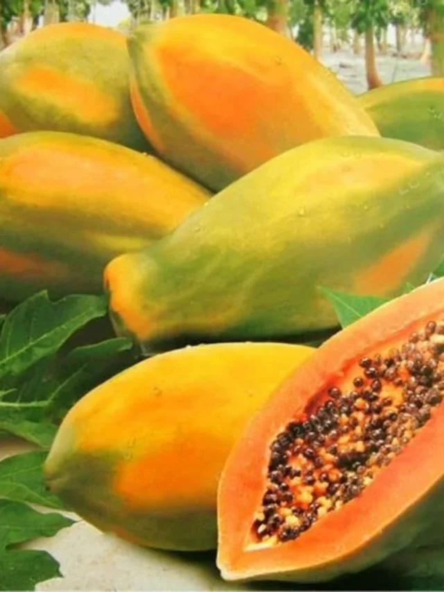 Papaya should not be eaten in diabetes?
